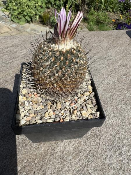 Gymnocactus septentrionalis